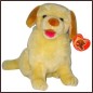 Golden Retriever Chien